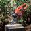  HUSQVARNA 545 Mark II (9676906-15)