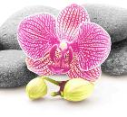     TERMA MZ-75 "" 20845 180200 